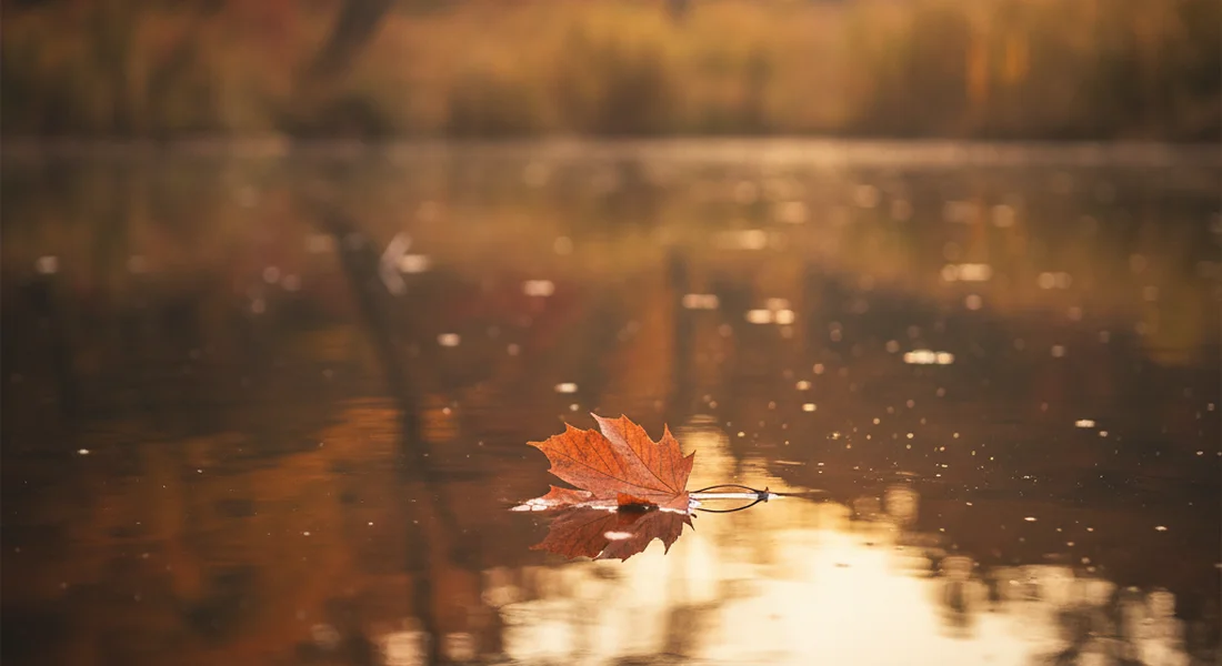 A single autumn leaf floating on still water in soft golden light